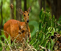 Thailande Nature et Histoire