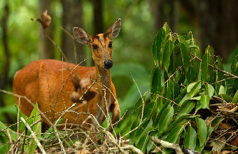 Faune et flore Thailande